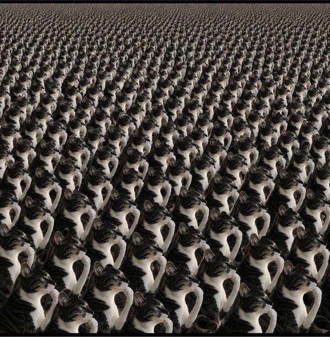 An endless grid of identical cats stretches into the distance, visually mirroring the $HMM post's message about a resilient community that continues to multiply and show up despite repeated 90% drawdowns. The repeating feline faces serve as a powerful metaphor for the ever-growing holders rallying together through brutal market cycles.
