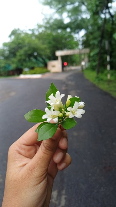 A hand holds a small sprig of white flowers with green leaves in the foreground, with a paved road and a gated entrance visible in the blurred background.