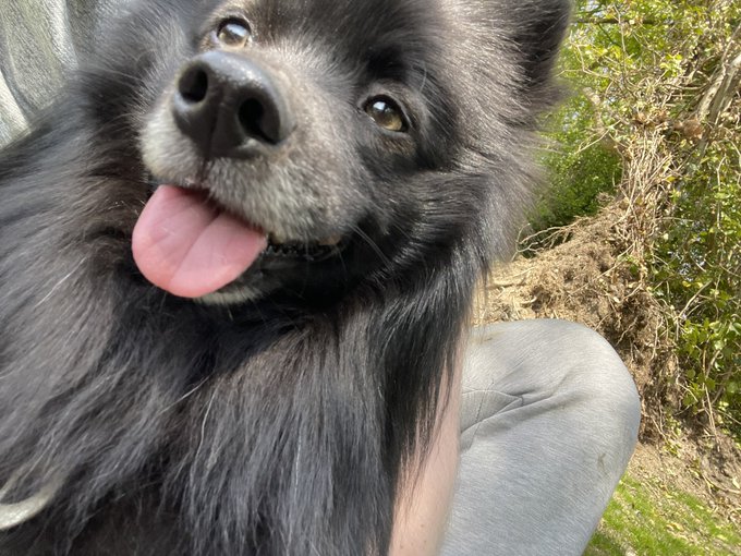 A close-up selfie of a happy black fluffy dog with its tongue sticking out.