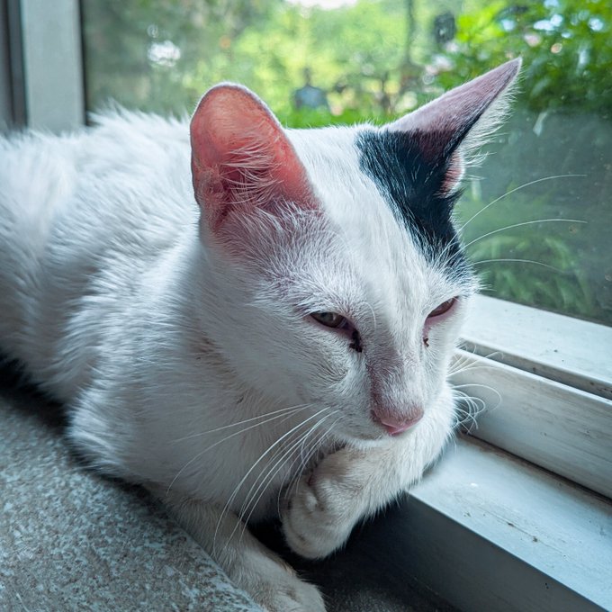 A close-up photo features a white cat with a black patch over one ear and green eyes, resting peacefully by a window with green foliage visible outside.