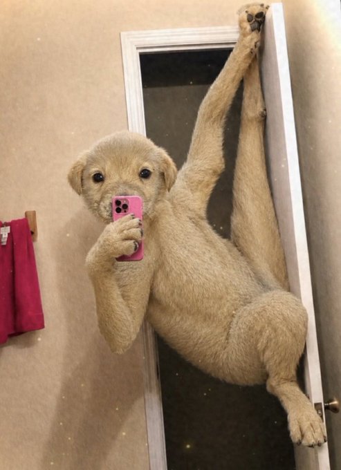 A fluffy dog hangs upside down from a door frame while taking a mirror selfie with a pink smartphone.