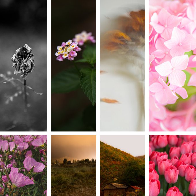 A collage of eight photographs featuring various subjects including a withered flower, lantana flowers, a blurred figure, pink hydrangeas, pink mallow flowers, a misty landscape, a forested hillside with small huts, and pink tulips.
