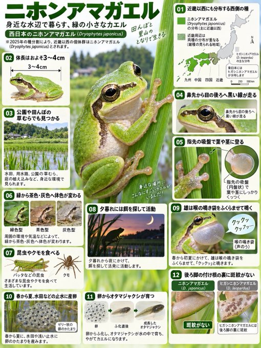A Japanese infographic titled 'ニホンアマガエル' (Japanese Tree Frog) provides detailed information about the amphibian's habitat, physical characteristics, diet, breeding, and predators, accompanied by multiple photographs and illustrations.