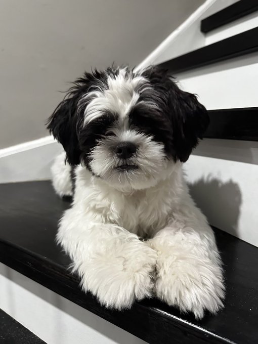 A fluffy black and white Shih Tzu dog lying on a dark wooden staircase step.