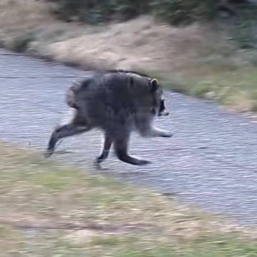 A raccoon sprints across a paved road with grass on the sides, captured mid-run with motion blur suggesting quick, determined movement—possibly evoking the post's "special weapons" theme by referencing the raccoon's reputation as a clever, scrappy scavenger known for outsmarting obstacles.