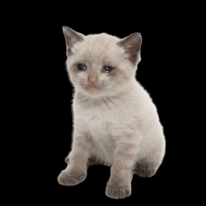 A small cream-colored kitten with dark points on its ears and a pink nose sits against a solid black background, looking slightly to the side.