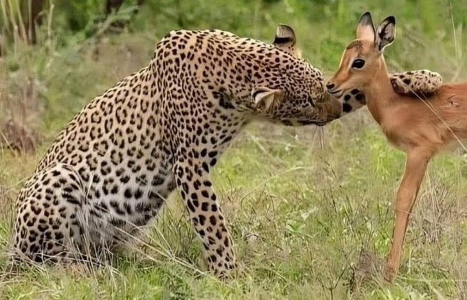 A leopard and an impala/antelope touching noses in a surprising moment of apparent affection in the wild.