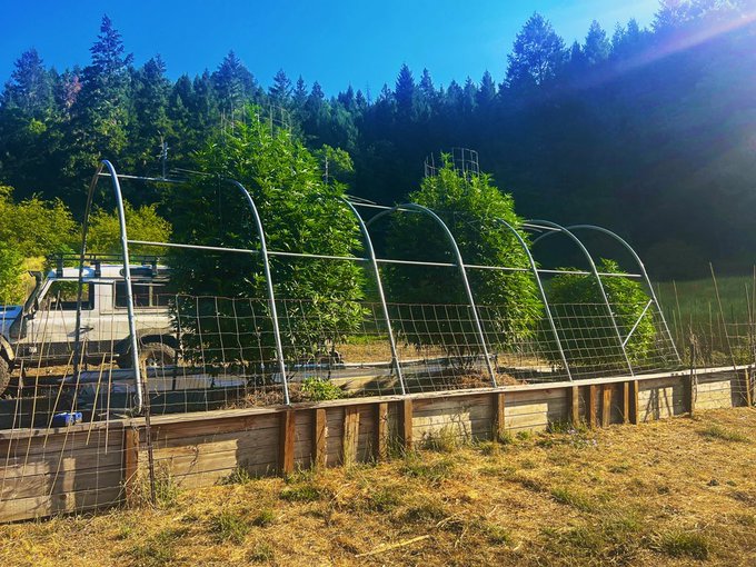A garden scene features arched metal trellises used for climbing plants, with raised wooden beds, a truck in the background, and a dense forest beyond.