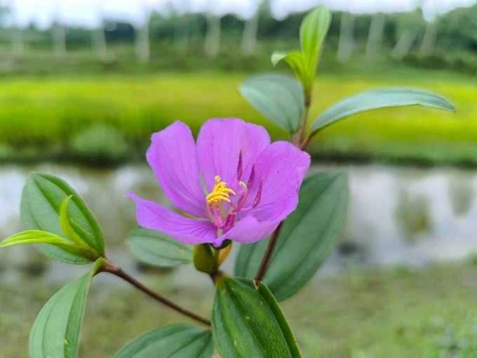 The image features a close-up view of a purple flower, which appears to be a part of a plant or bush with green leaves. The background includes a body of water, possibly a river or pond, as well as some trees. The photo is taken from an angle that highlights the flower and its surroundings, creating a visually appealing composition.