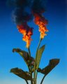 A burning banana plant is shown against a clear blue sky.