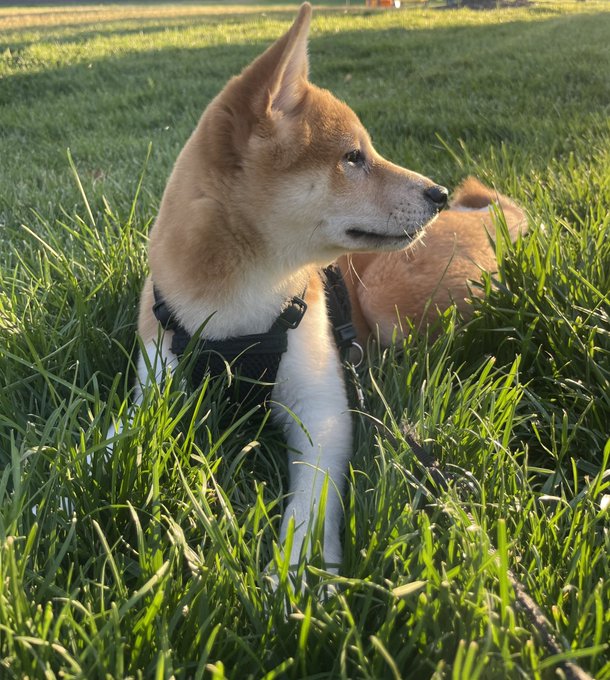 A Shiba Inu dog wearing a black harness, lying in green grass and looking off into the distance during golden hour.