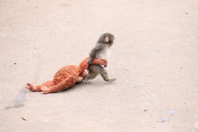 A small monkey carries an orange plush elephant across a sandy surface, symbolizing strength and momentum. The image's theme of moving forward mirrors the post's message about $Punch's potential growth from a successful 50M to an even larger 100M milestone.