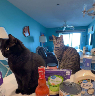 The image features two cats, one black and one gray, sitting next to a table with various food items such as a can of ranch dressing, a jar of hot sauce, and some other condiments. The cats are looking at something on the table or in the distance, possibly observing their surroundings or waiting for someone to feed them. The scene suggests that these cats might be expecting treats from their owner, who could be preparing food or snacks nearby.