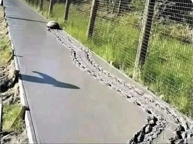 A tortoise is captured crawling along a freshly laid wet concrete path, leaving a deep trail of footprints behind it next to a wire fence.
