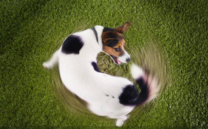 A small white, black, and brown Jack Russell Terrier dog in mid-spin on green grass, with its tail and body motion-blurred from the fast circular movement.