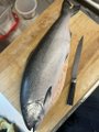 A whole fish lies on a wooden cutting board next to a knife.