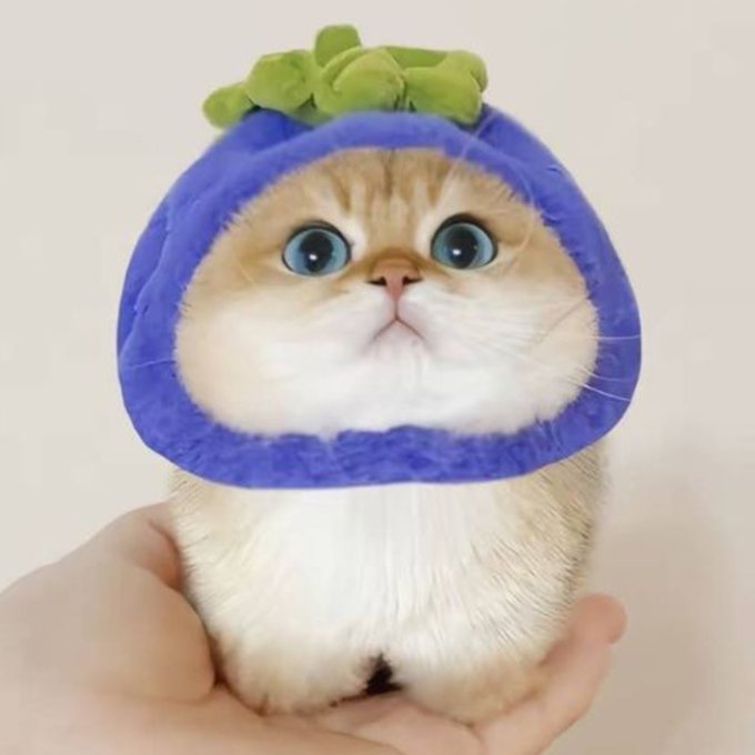 A person's hand holds an adorable golden and white kitten wearing a plush purple blueberry costume with a green stem on top.