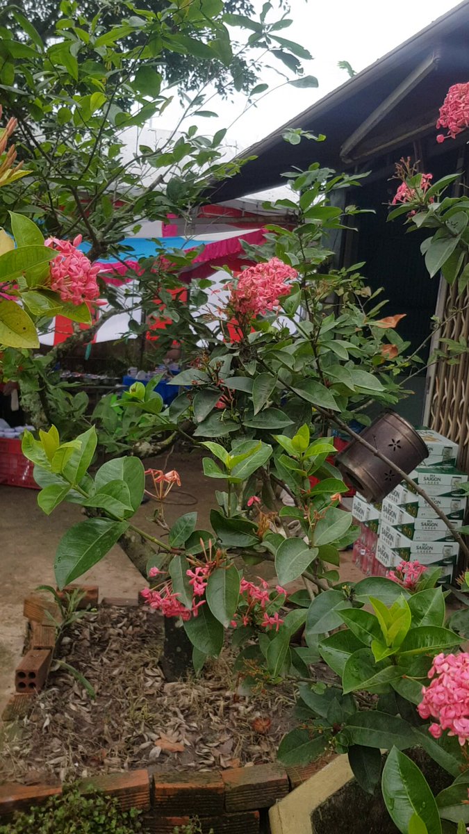 The image shows a pink flower bush with red flowers, surrounded by other plants and trees. The photo appears to be taken from an angle that highlights the vibrant colors of the flowers against the greenery. The background features a building or structure, which could possibly be a house or a shop. The post includes text such as "Chào buổi sáng các Tình iu trên X. Chúc AE Tuần mới thành công & hiệu quả. Sự kiện @NucleusCodes @quipnetwork #quipnetwork #nucleus #sleepagotchi". The image and the post are related, as they both focus on the pink flowers in a garden setting.