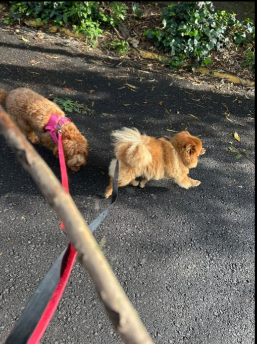 Two small dogs, one apricot-colored and one brown, are being walked on a red and gray leash along a paved path with greenery nearby.
