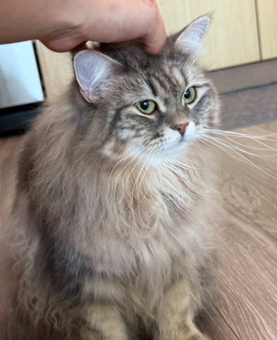 A fluffy gray tabby cat is being gently petted on the head while gazing off to the side. The image humorously illustrates the "$YAP" ticker mentioned in the post, with the cat's calm, unbothered expression while being stroked evoking the idea of a relaxed feline receiving the "only real bid on screen."