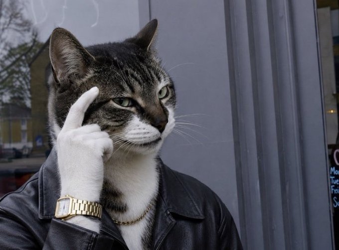 A tabby cat wearing a leather jacket and a wristwatch raises its finger to its temple in a contemplative pose, looking off to the side. The image visually embodies the post's theme of a meme coin investor staying patient and confident, as the cat's "smart" appearance and timepiece suggest market wisdom and long-term conviction in the $HMM token.