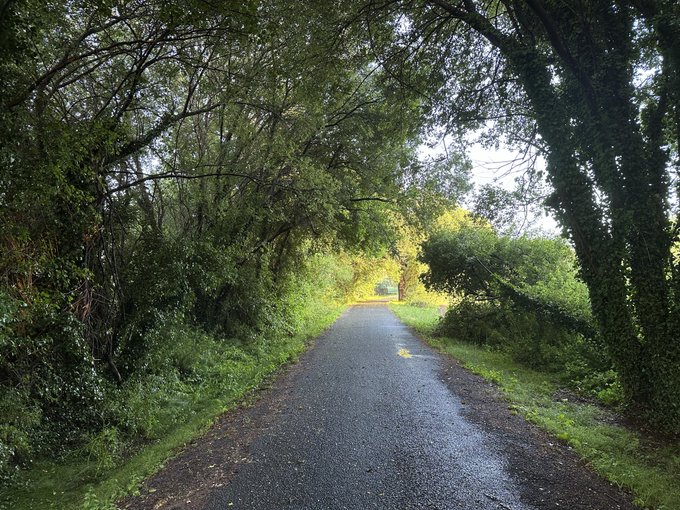 A wet, narrow paved road or path winding through a lush green tunnel of overhanging trees and foliage.