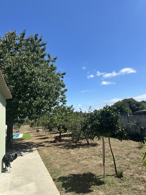 A peaceful backyard scene under a bright blue sky, featuring a dog standing on a concrete patio next to a lush tree, with smaller trees and shrubs scattered across the grassy yard.

The tranquil, sunny setting and presence of a happy dog make it a perfect visual companion to the cheerful "happy monday frens" greeting.