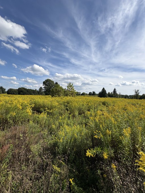 A scenic photograph of a field of yellow wildflowers under a bright blue sky with wispy clouds and a line of trees in the background.