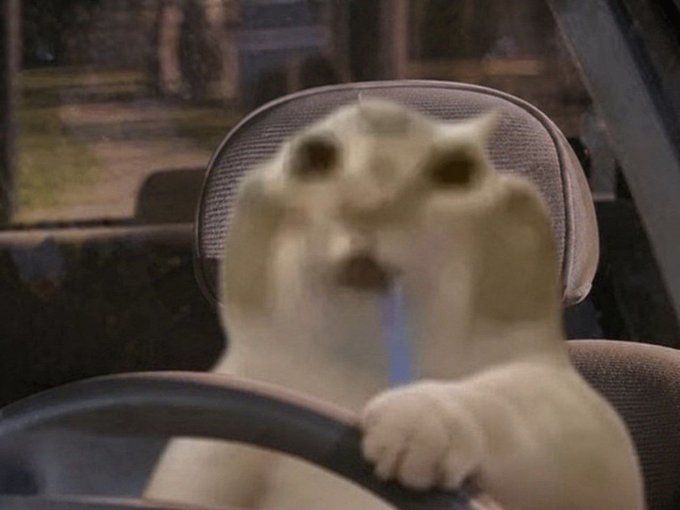 A humorous, blurry image of a white cat sitting in the driver's seat of a car with its paws on the steering wheel, appearing to be driving.