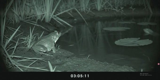 A frog sits by a pond at night, captured by a trail camera timestamped "03:05:11" with a Windows activation watermark visible. The image playfully represents the cryptic "frog" platform mentioned in the post, which is set to launch tomorrow with uncertainty about its actual token launch.