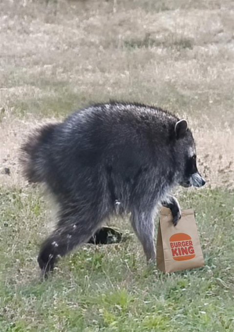 A raccoon walks across a grassy field while holding a brown paper bag labeled "BURGER KING" in its paw. The image humorously illustrates the post's playful theme of "raccoon summer" going mainstream, with the brand-engaged raccoon serving as a lighthearted sign of the season that $JIMOTHY holders might interpret as bullish.