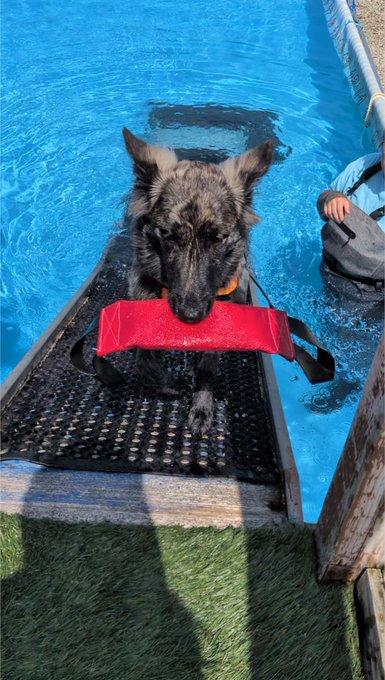 A wet German Shepherd stands on a ramp beside a bright blue pool, carrying a red retrieval bumper in its mouth while a handler reaches toward it.