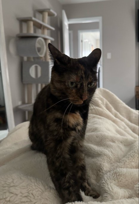 A tortoiseshell cat with green eyes sitting on a fluffy beige blanket, with a cat tree visible in the background.