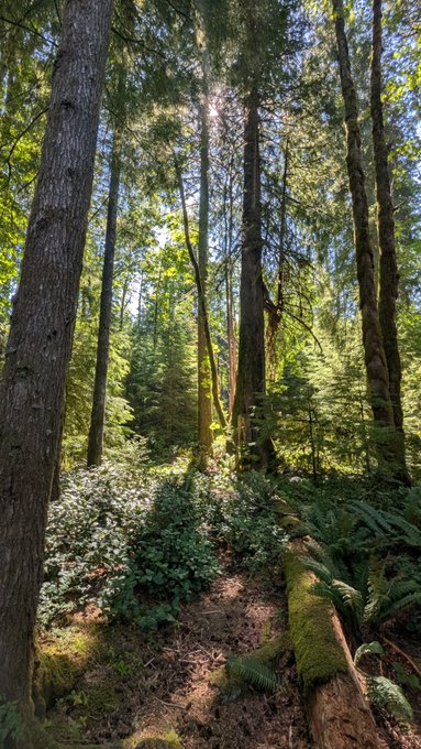 A sunlit forest path winds through towering evergreen trees and lush ferns. The serene natural scene mirrors the post's theme of stepping away from screens and Bitcoin stress to find peace outdoors, reminding readers to prioritize securing their BTC holdings with practical urgency.