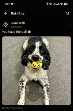 A screenshot of a post from the official Binance account (@binance) featuring a black and white dog lying on the ground holding a yellow Binance-branded toy in its mouth.
