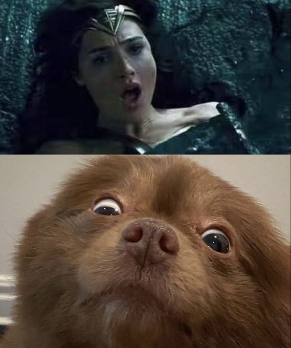 The image shows a brown dog with big eyes, looking at the camera as if posing for a picture. Below the dog's head, there is a caption that reads "What she sees vs What he sees", which seems to be a reference to the movie Wonder Woman. The caption suggests that the viewer might have noticed something interesting about the dog's perspective compared to the character in the movie.