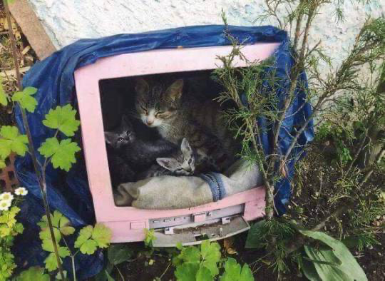 Two cats rest inside a small pink shelter that has been covered with a blue tarp to protect it from the elements, surrounded by green plants.