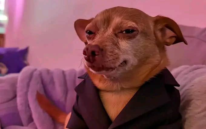 A small tan Chihuahua wearing a dark blazer lounges on a bed with a smug, side-eye expression. The caption plays into the post's indecision about whether to stay up working on Kaito subscriptions for the SF campaign or just go to sleep, matching the dog's exhausted-but-resigned "seriously?" vibe.