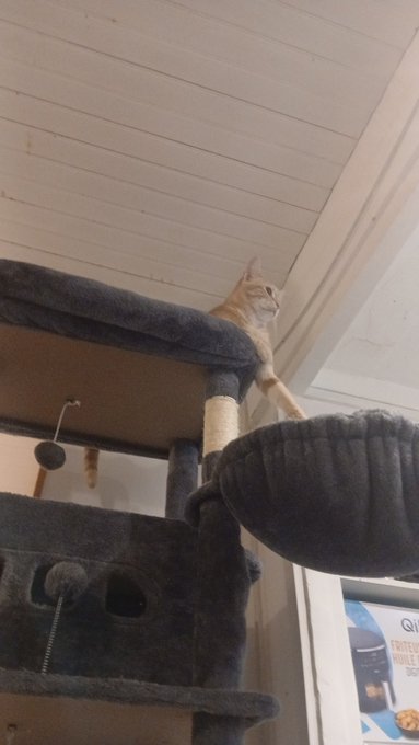 An orange tabby cat perches on top of a gray cat tree, looking down at a dark plush bed attached to the structure.