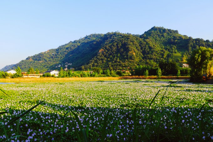 A scenic landscape features a field of small white flowers in the foreground with green mountains and a clear blue sky in the background.