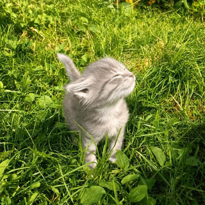 A fluffy gray kitten tilts its head upward with closed eyes, blissfully sniffing the fresh air while sitting in a lush green grassy field. The image perfectly captures the carefree, content "gm" (good morning) energy of starting the day fresh and full of hope.