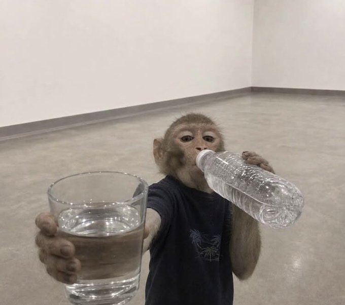 A small monkey wearing a dark gray t-shirt holds a clear glass of water in one hand and a plastic water bottle in its mouth.