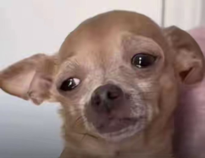 A close-up of a small tan chihuahua with large dark eyes, looking at the camera with a slight head tilt.