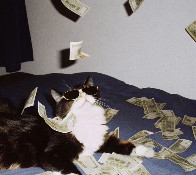 A black and white cat wearing sunglasses lounges on a bed while dollar bills rain down around it, creating a humorous 'money cat' scene.