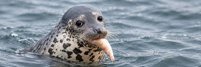 A close-up photograph of a grey seal with dark spots emerging from the ocean with a fish in its mouth.
