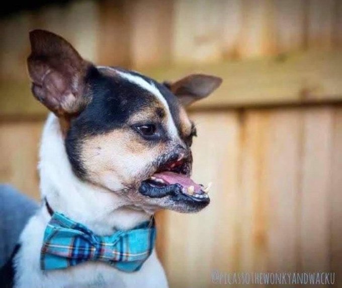 Close-up photo of a small dog with an underbite, wearing a blue plaid bow tie, with watermark '@PicassOTheWonkyandWacku'.