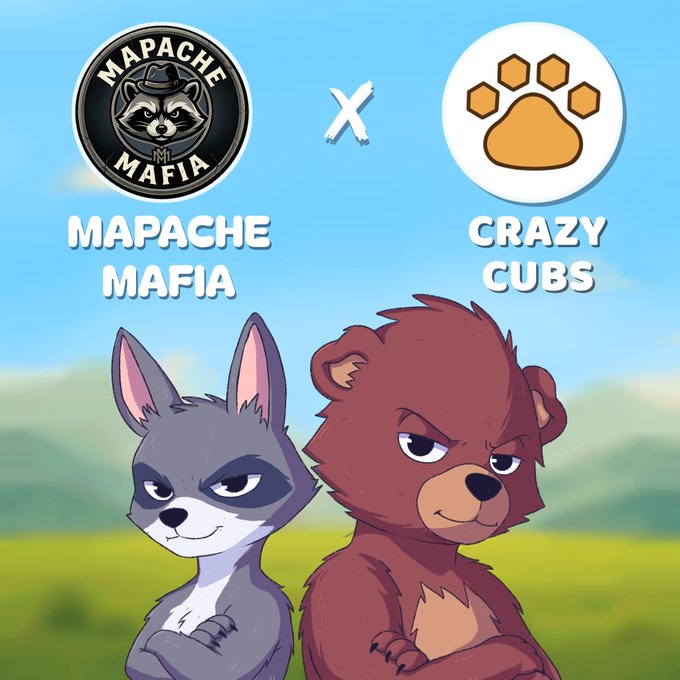 A promotional collaboration graphic featuring 'MAPACHE MAFIA' and 'CRAZY CUBS' logos above cartoon illustrations of a raccoon and a bear.