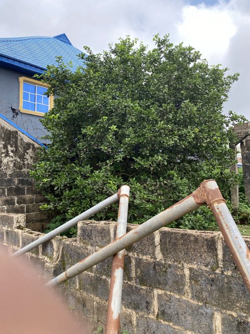 An outdoor scene showing a large leafy tree growing behind a concrete block wall topped with rusty metal pipes, with a blue-roofed building visible in the background.
