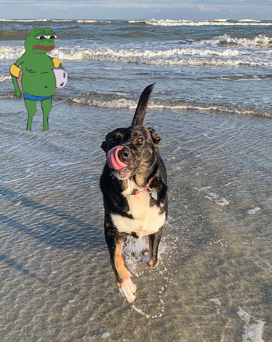 A black and tan dog runs happily through shallow ocean waves at the beach, with a cartoon Pepe the Frog sticker edited onto the image holding a volleyball.