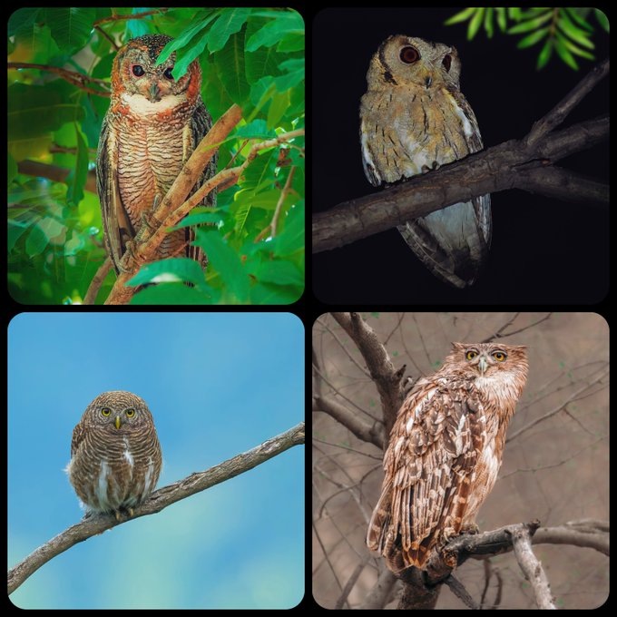 A four-panel collage of photographs showing different owl species perched on branches, including an owl with reddish-brown plumage, a scops owl, a jungle owlet, and a mottled wood owl.